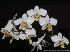 phals.net Larkes