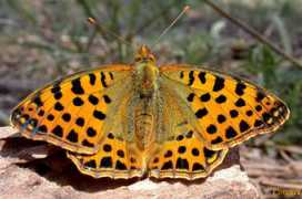 fotonatura.org Larred