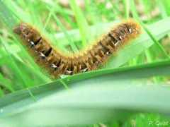 emilognaturen.dk Larver