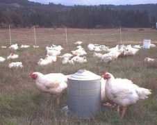 mossbackfarm.com Lastday