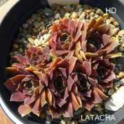 semperhorst.de Latacha