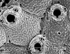 bryozoa.net Latesco