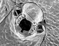 bryozoa.net Latesco
