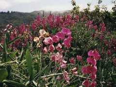 plants.montara.com Latlat