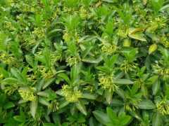 Laureola
