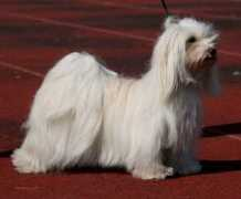 havanesegallery.hu Lauronen