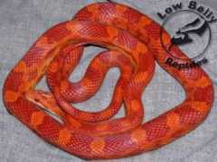 lowbellyreptiles.com Lavaboy