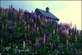 resimmax.com Lavanta