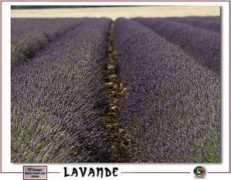Lavende