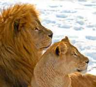 redbubble.com Lavsen