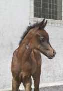 ujw-arabians.de Layyan