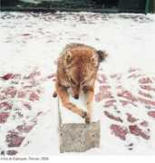 beikey.net Lazaridis