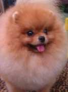 curiapicta.it Lazarito