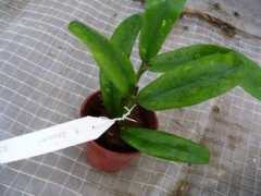 grinmaikl.kwetki.ru Lazaroi