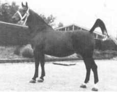 gelderlanderhorse.nl Lazena