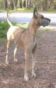 Lazzie