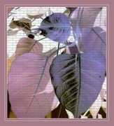 Leafs