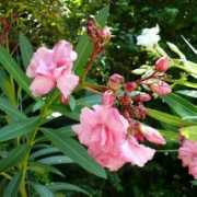 gradinamea.ro Leandru