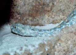 reptarium.cz Lebetina