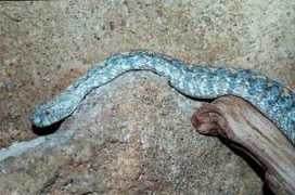 reptarium.cz Lebetina