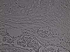 microscopies.org Ledir
