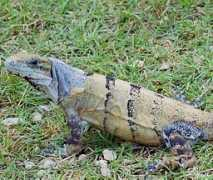 members.home.nl Leguaan