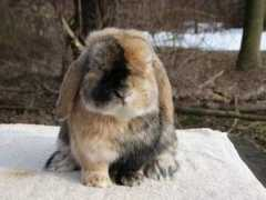 thebunnybarn.net Leightley