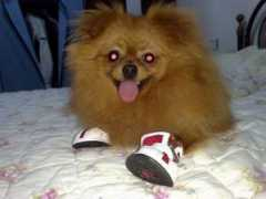i.tiboo.cn Leilat