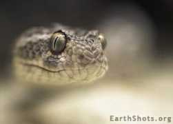 earthshots.org Leitenbauer