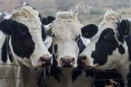 entornointeligente.com Leivas