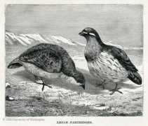 depts.washington.edu Lejah