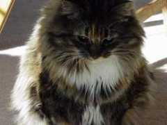 elisetomlinson.com Lemoni