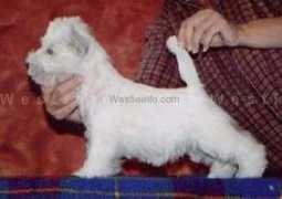 westieinfo.com Lennora