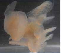 gastropods.com Leonina