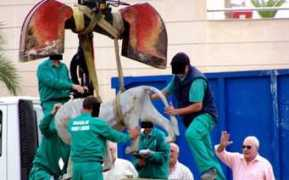 objetivomalaga.diariosur.es Leonsito