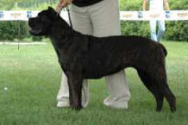 canecorsonancy.be Leorati