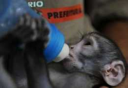 repubblica.it Lequinho