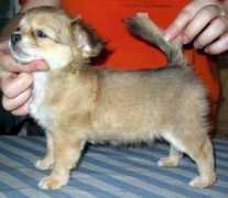 chihuahua.ru Levitskaja