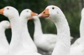 szabadfold.hu Libaert