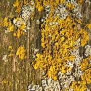 foto-blog.it Licheni