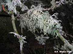 montelinas.it Licheni