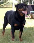 akamairottweilers.ca Lickalot