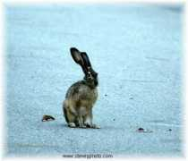 etimologias.dechile.net Liebre