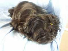 shih-tzu-happyhome.ch Ligenda