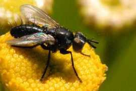 commanster.eu Ligeria