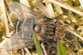 commanster.eu Ligeria