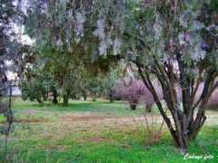 panoramio.com Liget