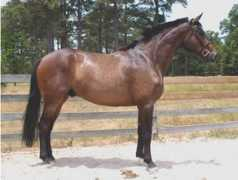 highlandfarmhorses.com Lightheart