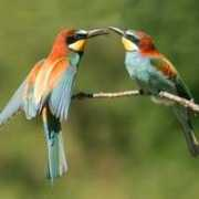 fotonatura.org Ligones