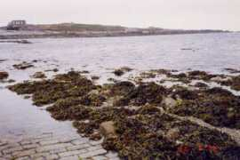 Lihou